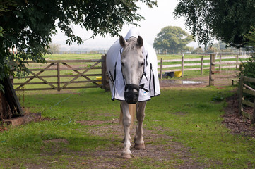 Horse wearing a grazing muzzle & fly rug