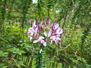 Cleome spinosa flower or spider flower