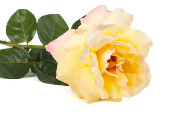 Yellow rose isolated on a white background