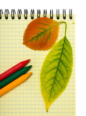Back to school. Notebook, colored pencils and autumn leaves.