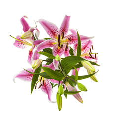 Pink Lilys Isolated on white background