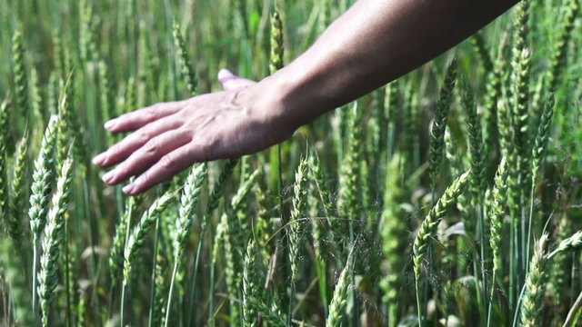 Female hand brushing over the heads of ripening wheat, slow moti