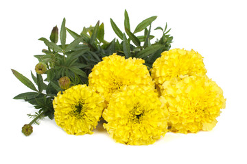 Full of yellow marigold flowers isolated on white background