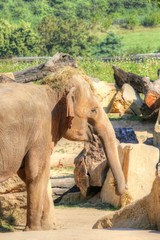 Fototapeta premium Asian elephant with hay on the head