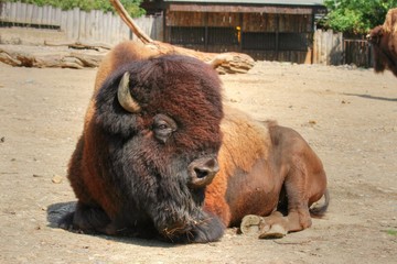 American bison © muuraa