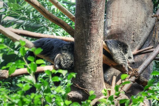 Binturong