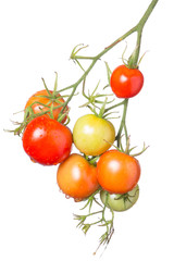 Bunch of different colored tomatoes isolated on white