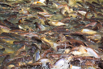  Iridescent shark Fish or Striped catfish