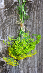 Fresh Dill flowers on old wooden background