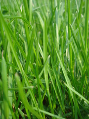 Fototapeta na wymiar Green grass blades background