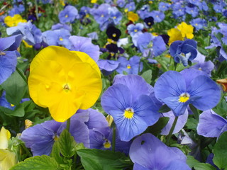 Blue and yellow pansies in flowerbed