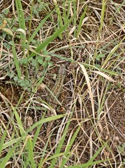 Männliche Zauneidechse (Lacerta agilis)