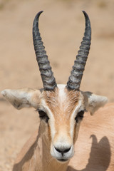 Antelope portrait