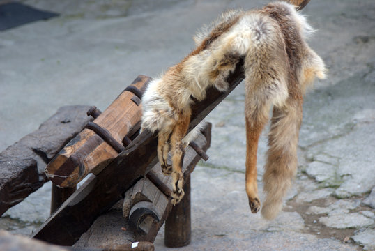 Fox fur