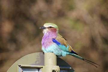 Lilac breasted roller
