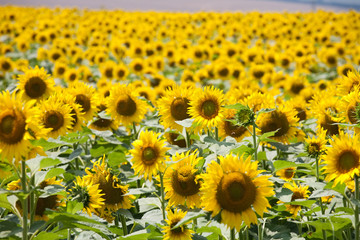 Fototapeta premium sunflowers