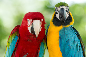 parrots