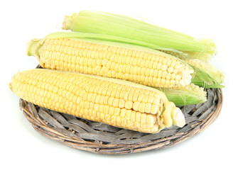 Fresh corn vegetable isolated on white