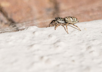 Zebra Jumping Spider