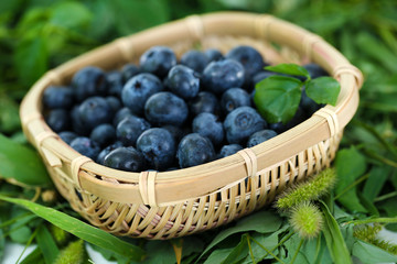 Blueberries in wooden basket on grass