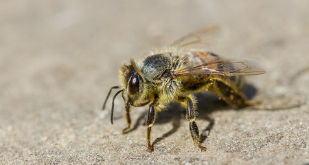 honey bee close up