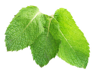 Fresh mint leaves isolated on white