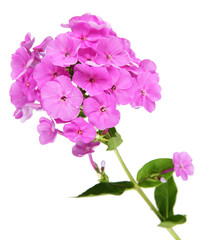 Beautiful bouquet of phlox isolated on white