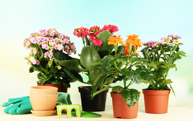 Beautiful flowers in pots on wooden table on natural background