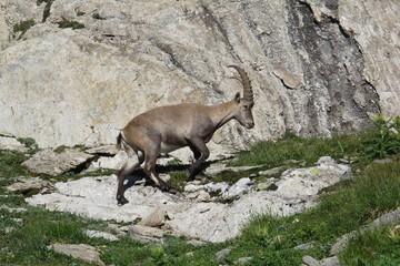 Walking young alpine ibex, wild animal livung in the Alps