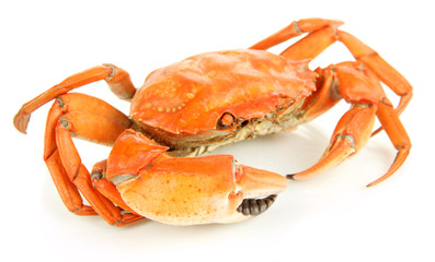 Boiled crab isolated on white