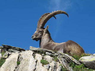 Beautiful lying alpine ibex