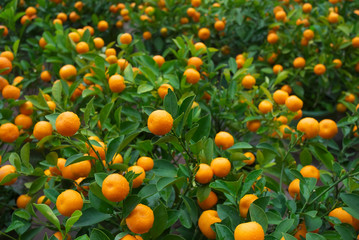 orange tree