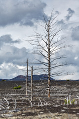 Landscape of Kamchatka Peninsula: view of bare trunks of larch trees in forest: Dead Wood or Dead...