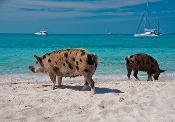 Island Pigs