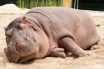 Sleeping hippopotamus