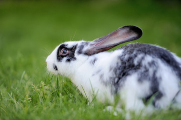Fototapeta premium Rabbit