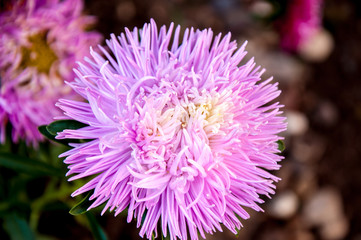 Aster genus of herbaceous plants in the family Asteraceae