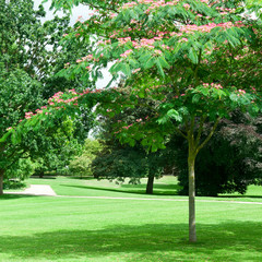 Fototapeta na wymiar summer park with beautiful green lawns