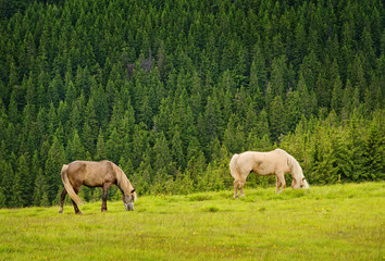 Naklejka na ściany i meble two horses on green meadow