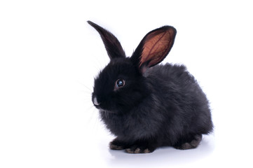 Naklejka premium close-up of cute black rabbit eating green salad