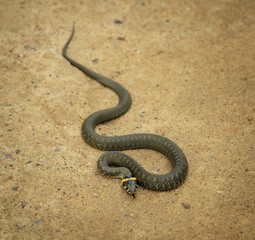 view from above at grass snake