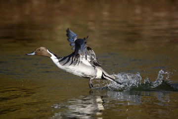 Northern pintail, Anas acuta