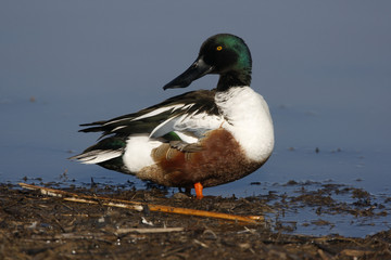Northern shoveler, Anas clypeata
