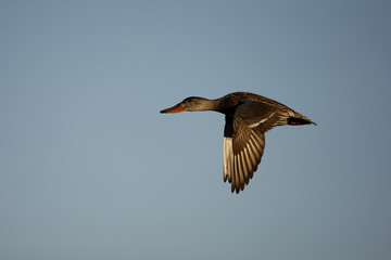 Northern shoveler, Anas clypeata