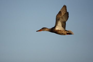 Northern shoveler, Anas clypeata