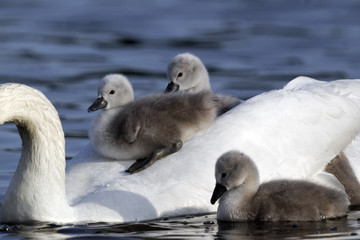 Fototapeta premium Mute swan, Cygnus olor