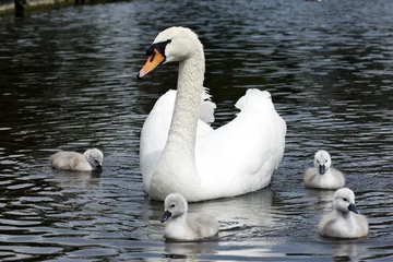 Mute swan, Cygnus olor © Erni