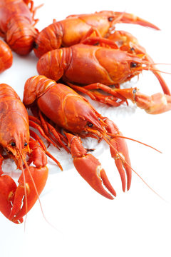 Crawfish