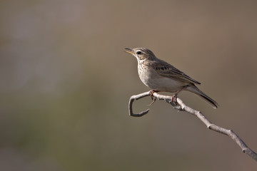 Fototapeta premium Paddyfield Pipit bird specie Anthus rufulus