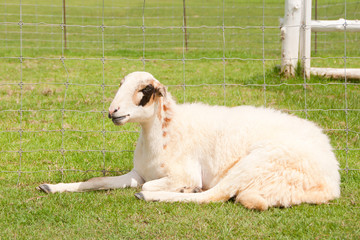 Fototapeta premium sheep on green field